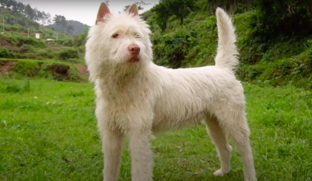 Xiasi dog breed standing alert