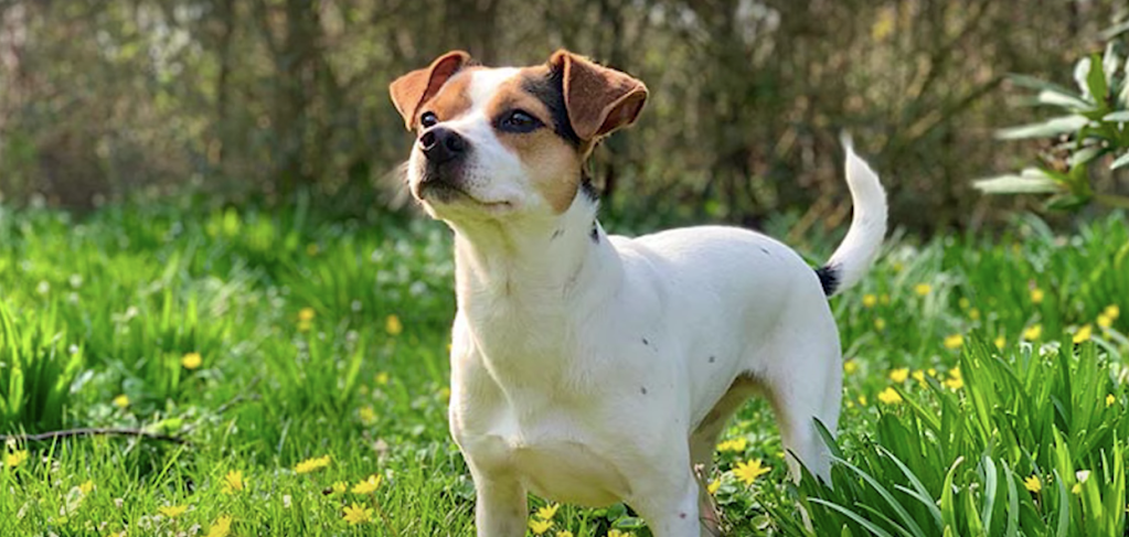 Dog in grass