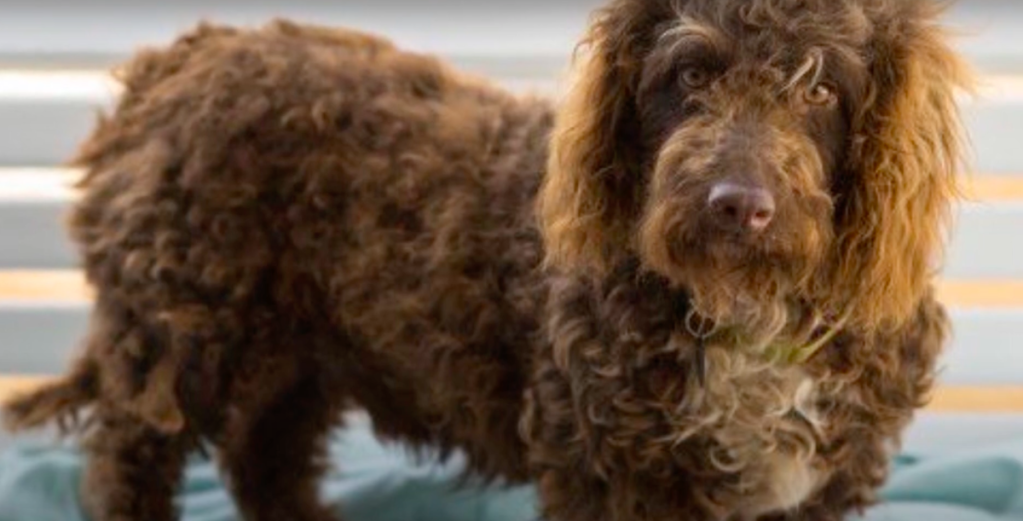 Basset hound cross store poodle