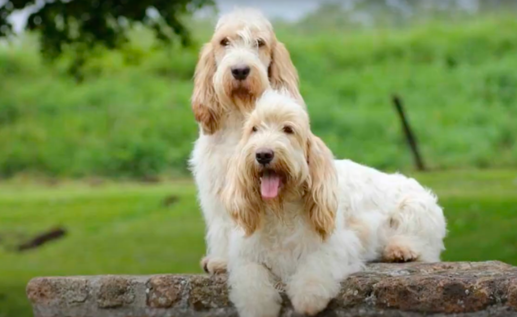 two cream colored bassetoodles