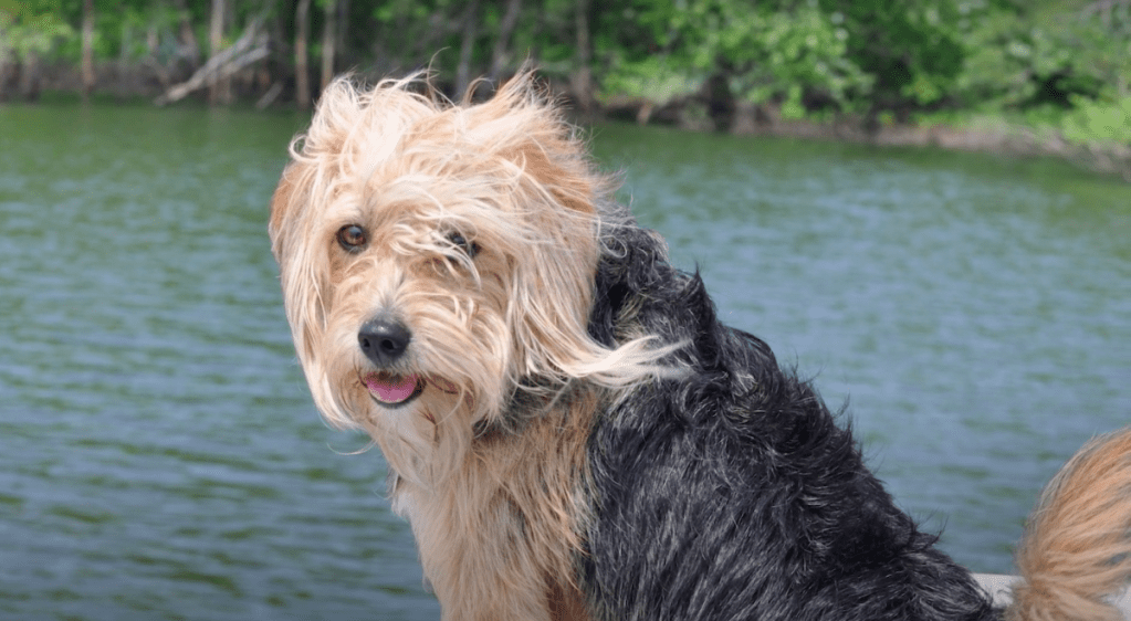 Beagle mixed 2024 with poodle