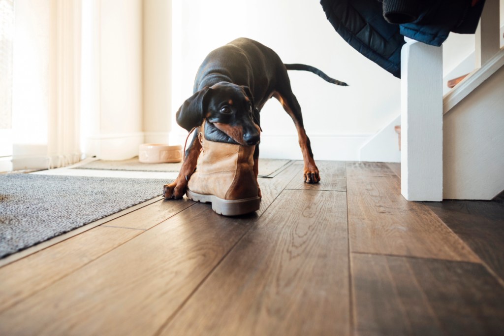 Adolescent Doberman mâchant une botte sur le parquet de la maison.