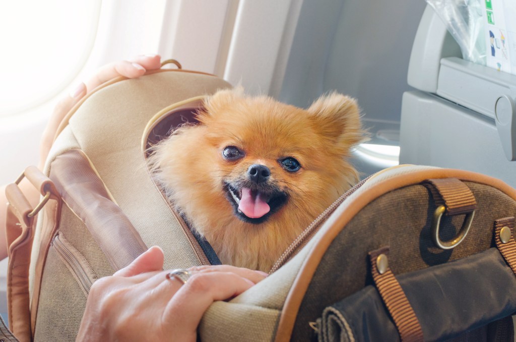 pomeranian dog in carrier traveling in plane