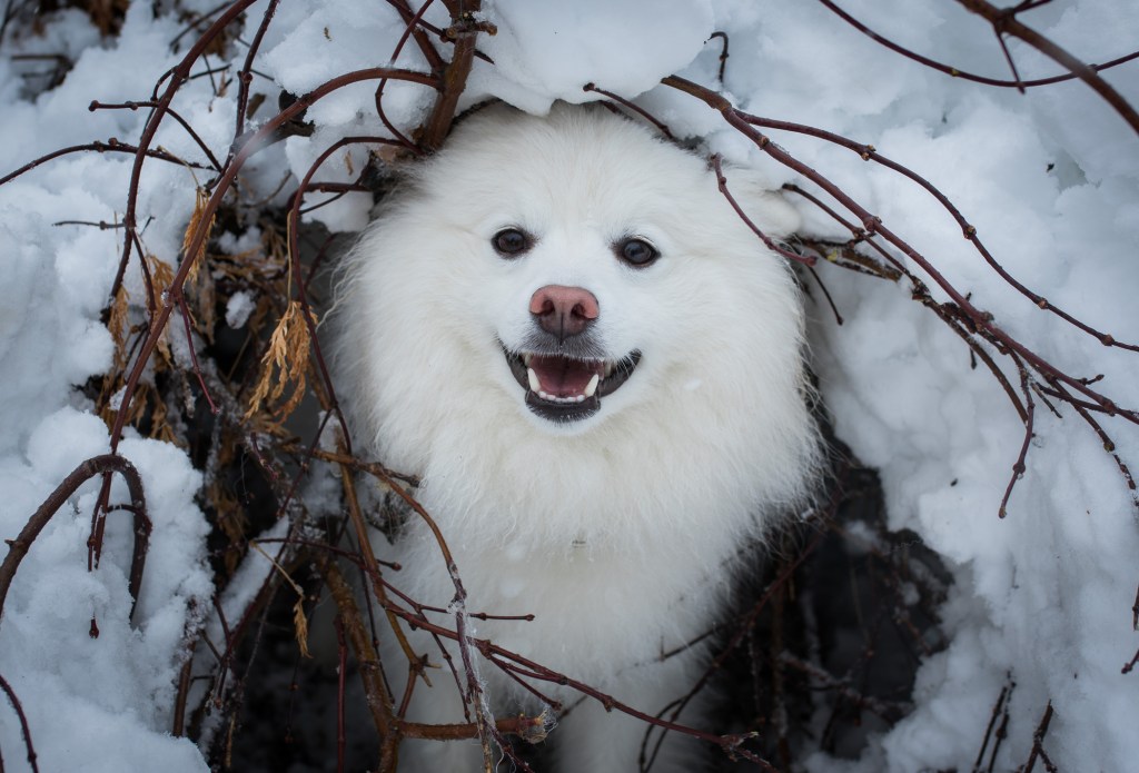 American Eskimo Dog looking wolf-like in the snow