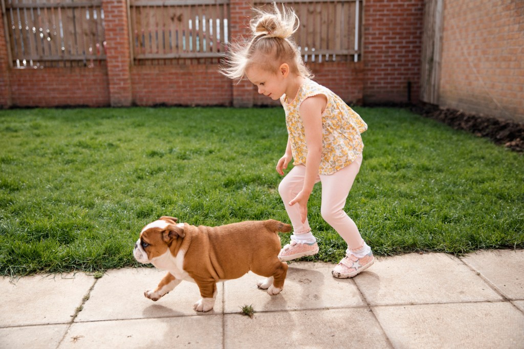 English Bulldog puppy running with girl