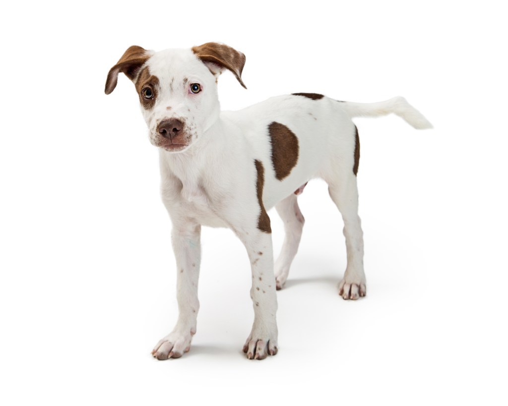White and brown Pointer puppy standing on white backdrop.