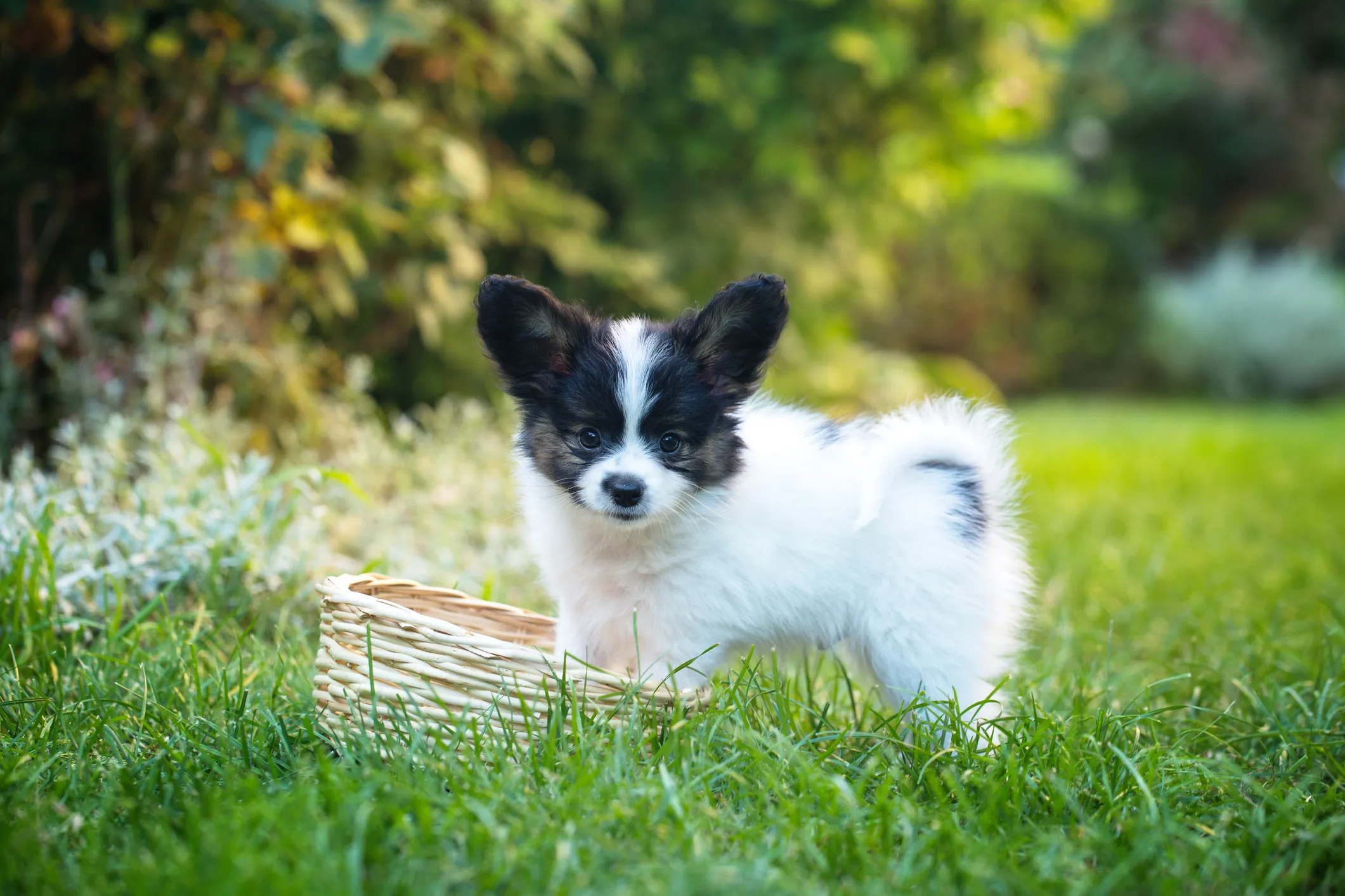 Puppy sales papillon dog