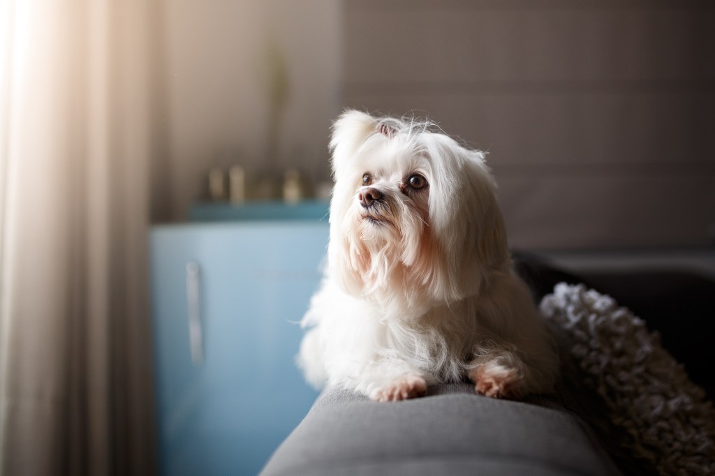 Lhasa Apso Branco, uma das raças de cães mais calmas, sentado no sofá.