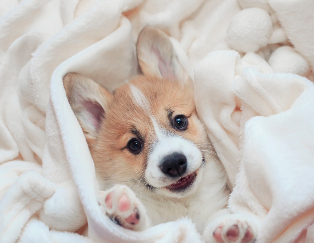Corgi puppy cuddled up in blanket