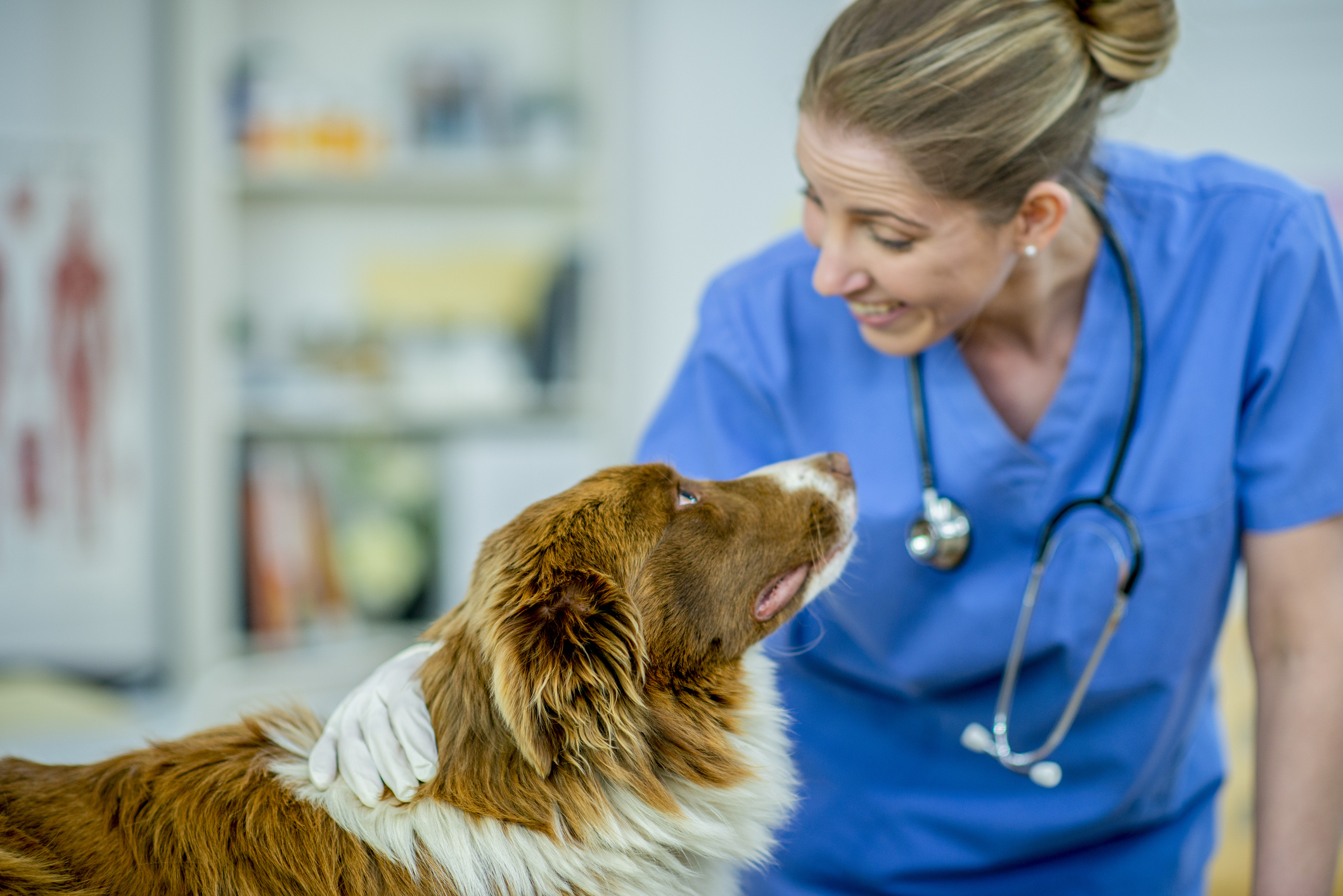 Imodium For Dogs Uses, Dosage, & Side Effects