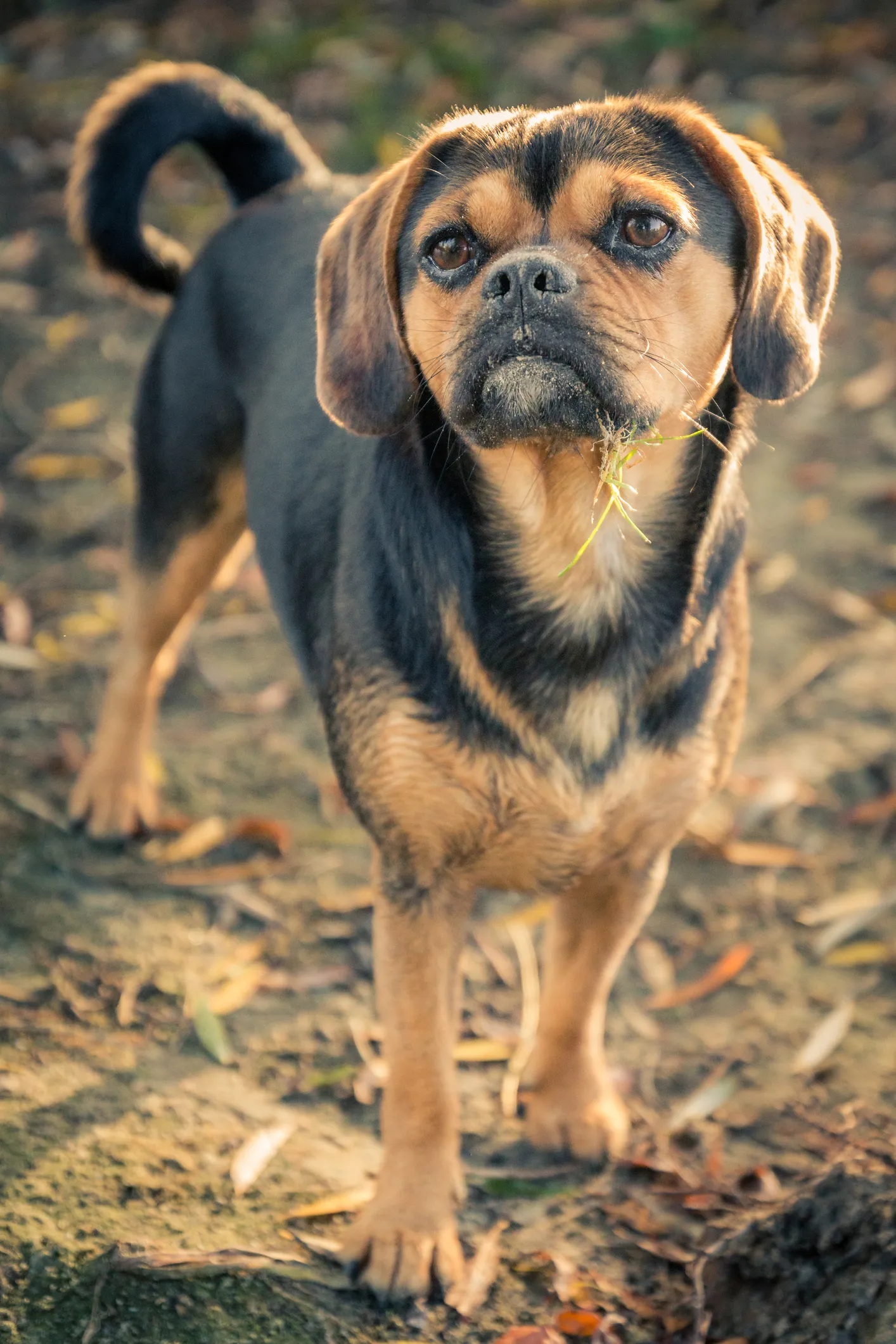 Black sales puggle dog