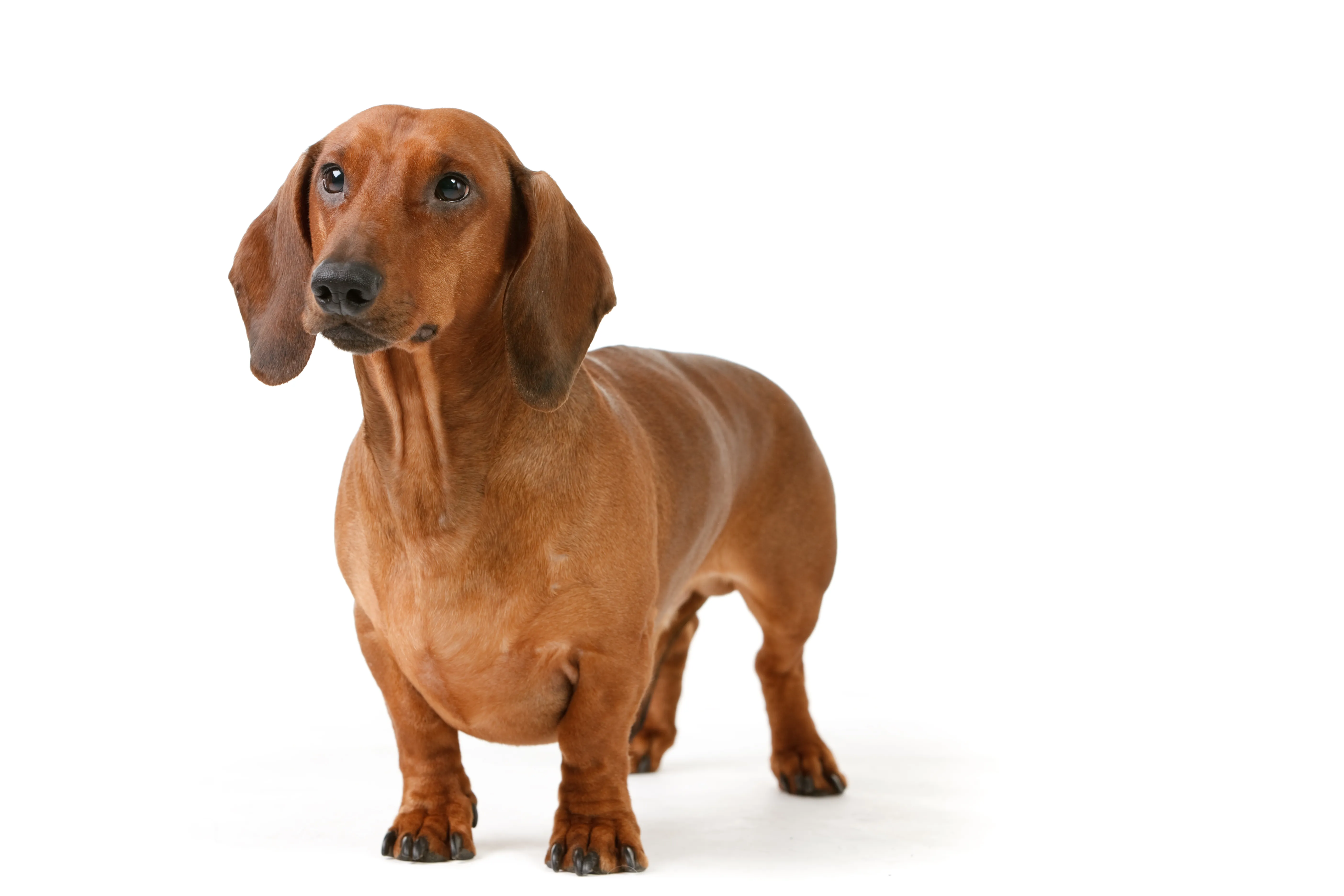 Dachshund mixed sales with cocker spaniel