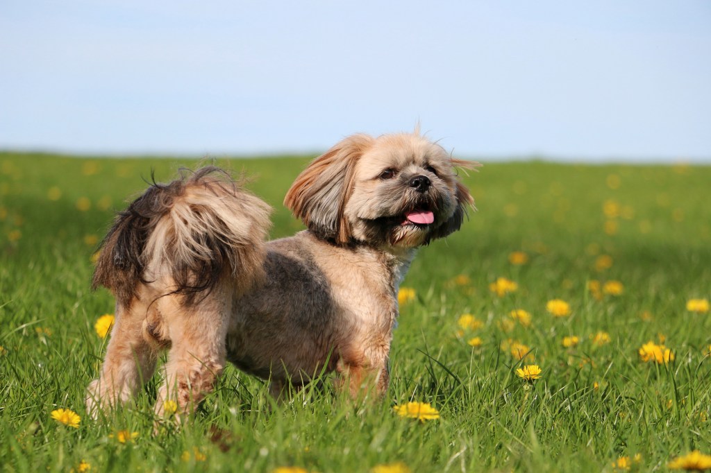 Lhasa Apso standing in flowers