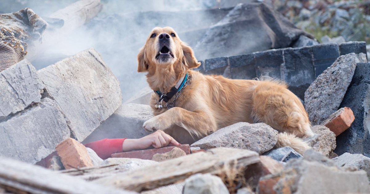 As Maui Wildfires Burn, Dogs Assist in Search and Rescue Efforts