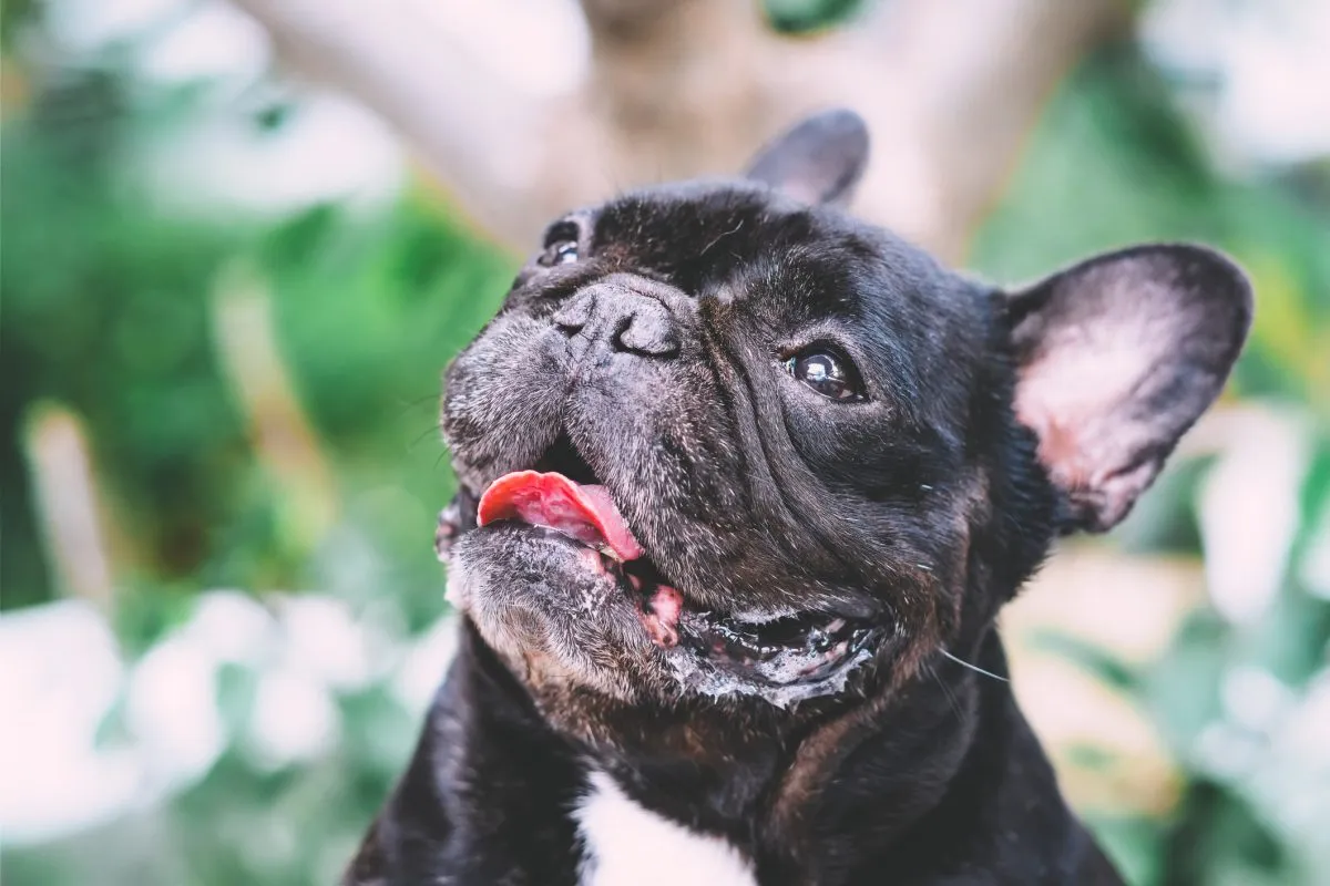 Brachycephalic hotsell dog muzzle