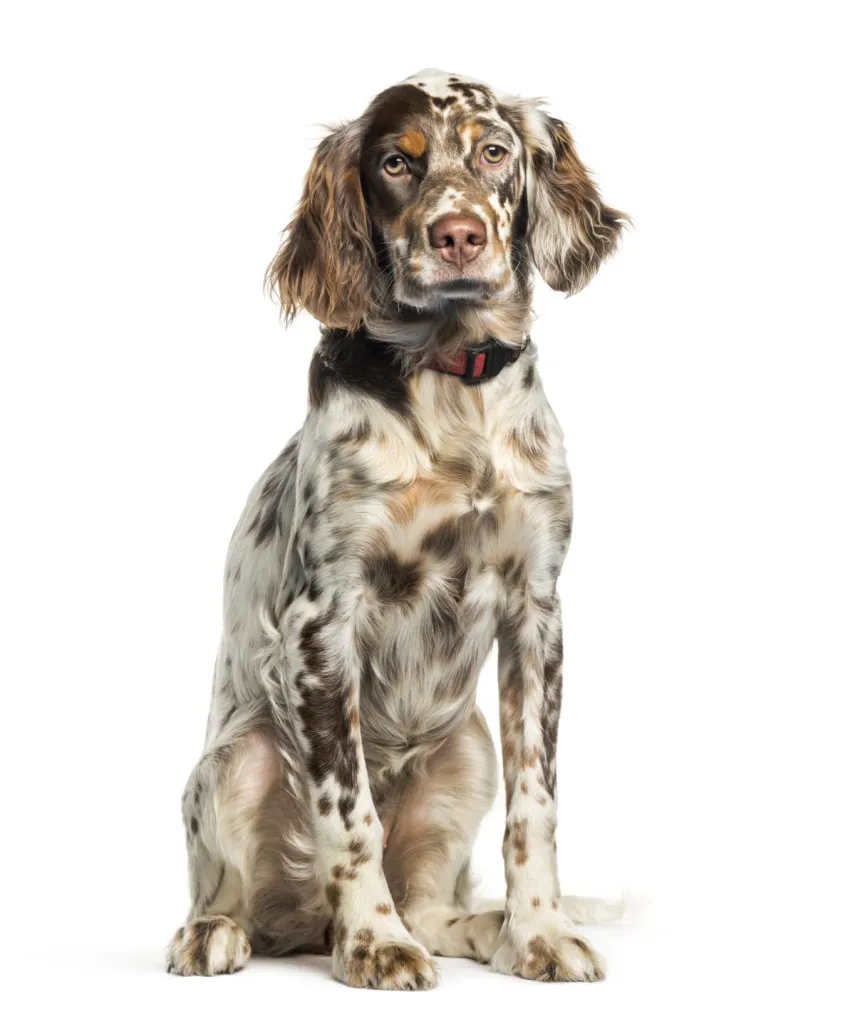 English Setter, sitting in front of white background
