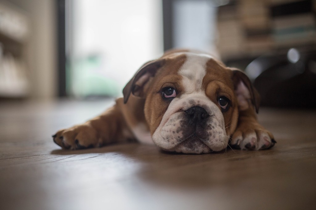 English Bulldog puppy lying on floor