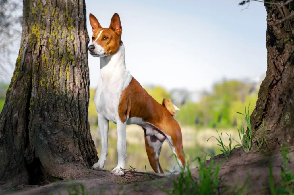 basenji standing proudly in the woods