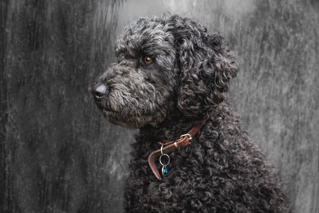 Black Labradoodle