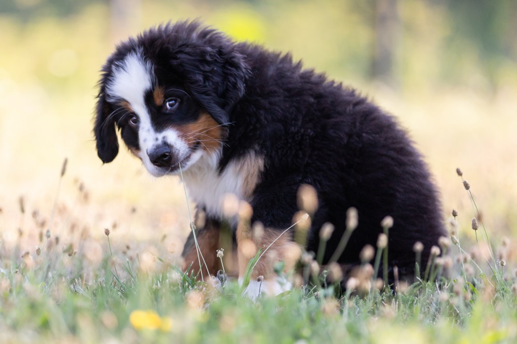 Bernese Mountain Dog puppy in grass