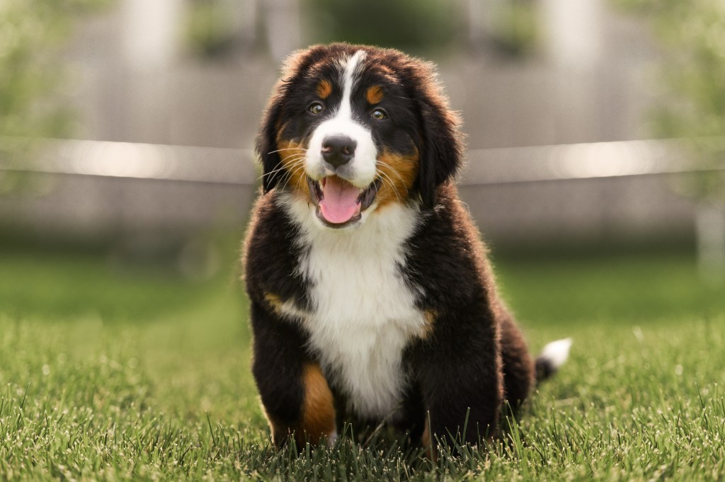 Bernese Mountain Dog Puppy sitting outside in grass