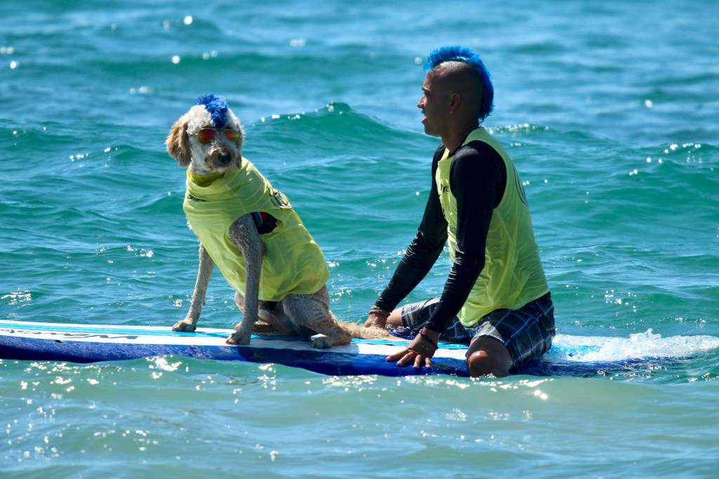 Derby the surfing Goldendoodle dog competing in a Dog surfing event with his person Kentucky in California