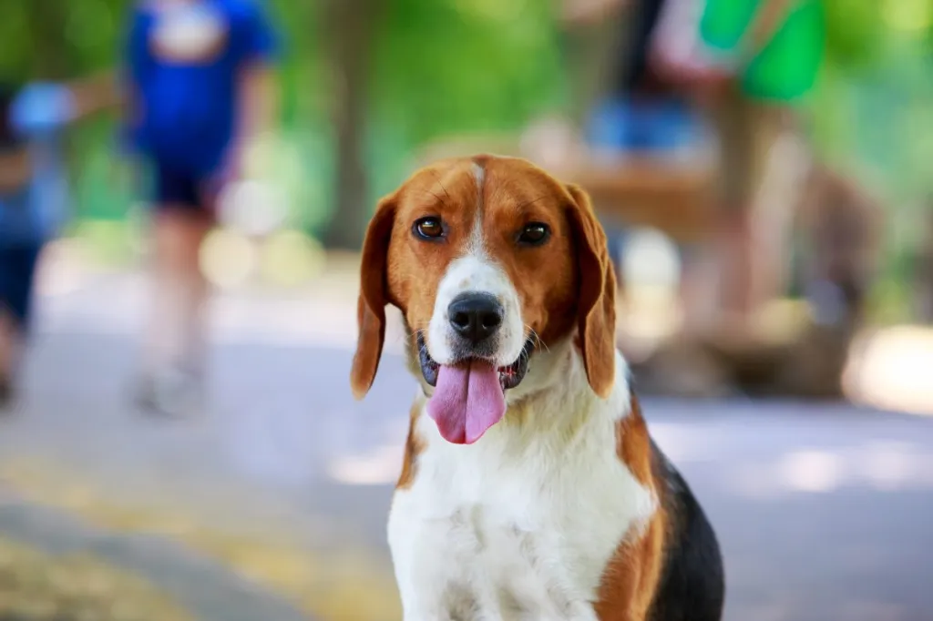 are american foxhounds friendly or dangerous to strangers