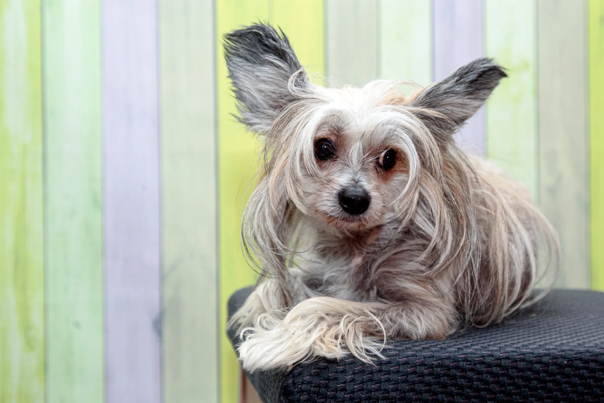 Mystical chinese hot sale crested