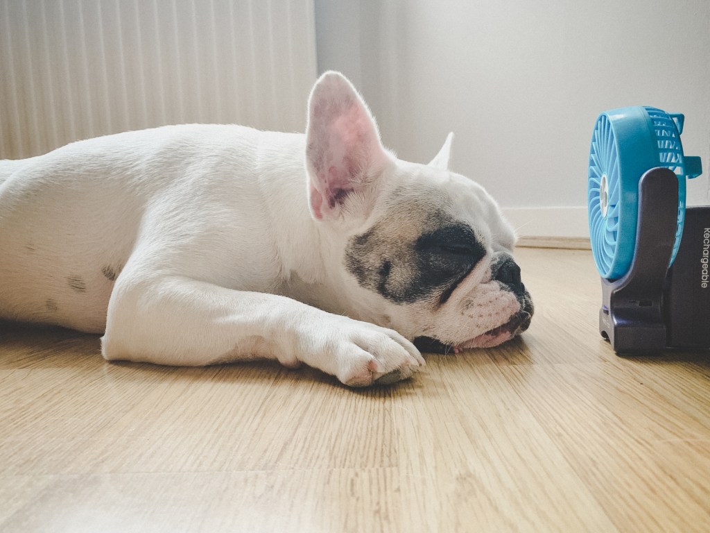 overheated French Bulldog lying on floor in front of fan