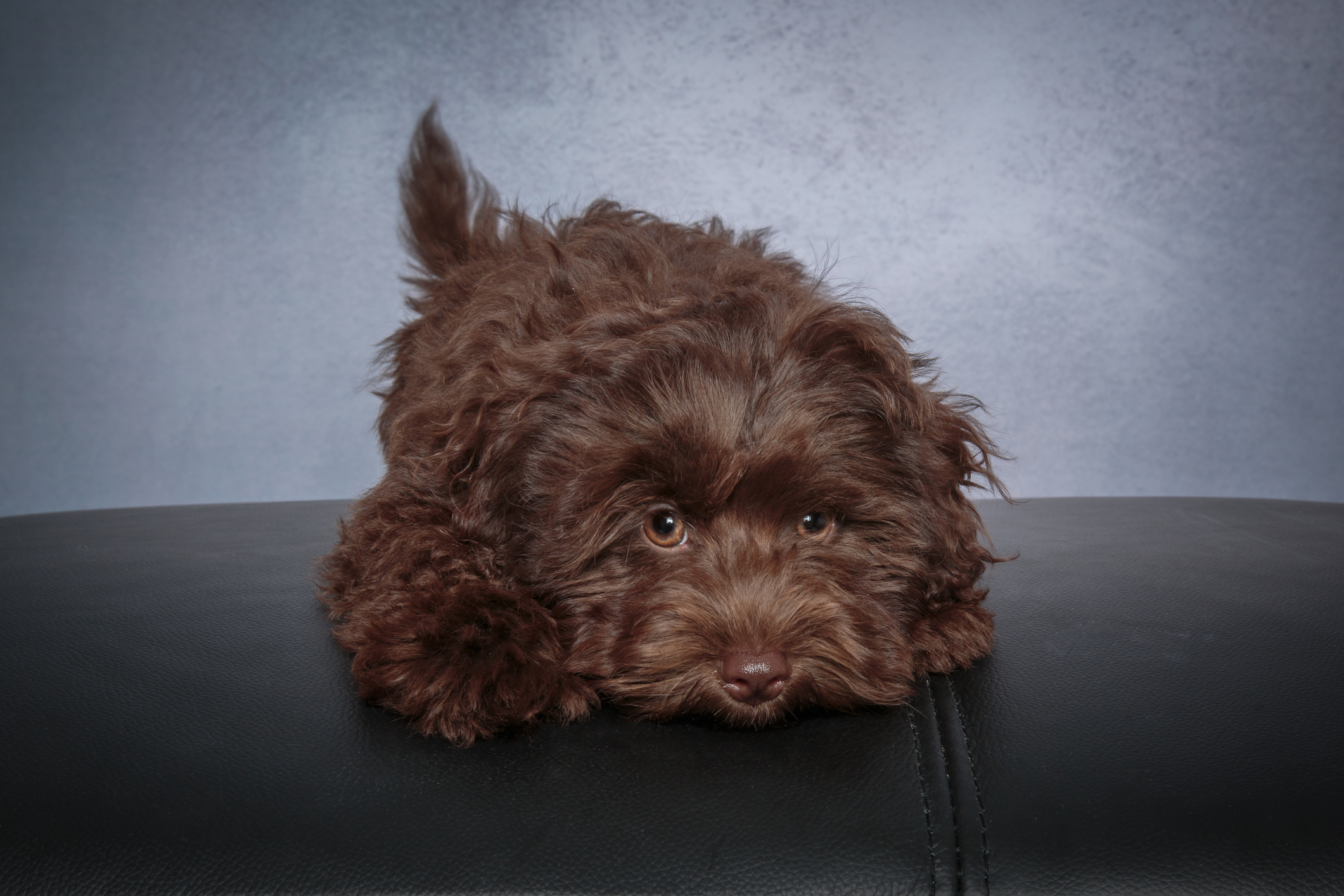 Miniature schnauzer outlet mixed with poodle