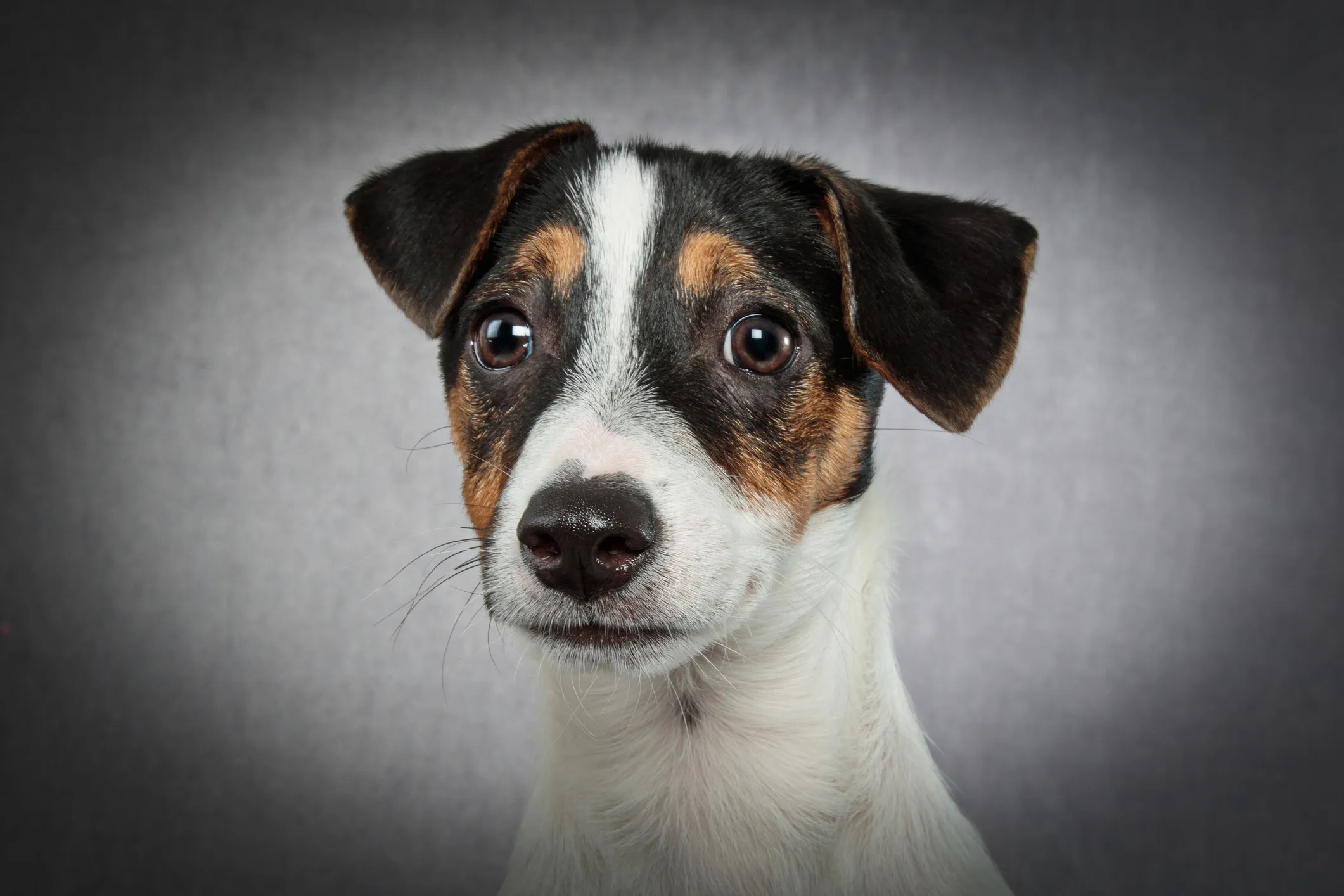 Jack Russell Terrier Dog Breed Information Characterstics