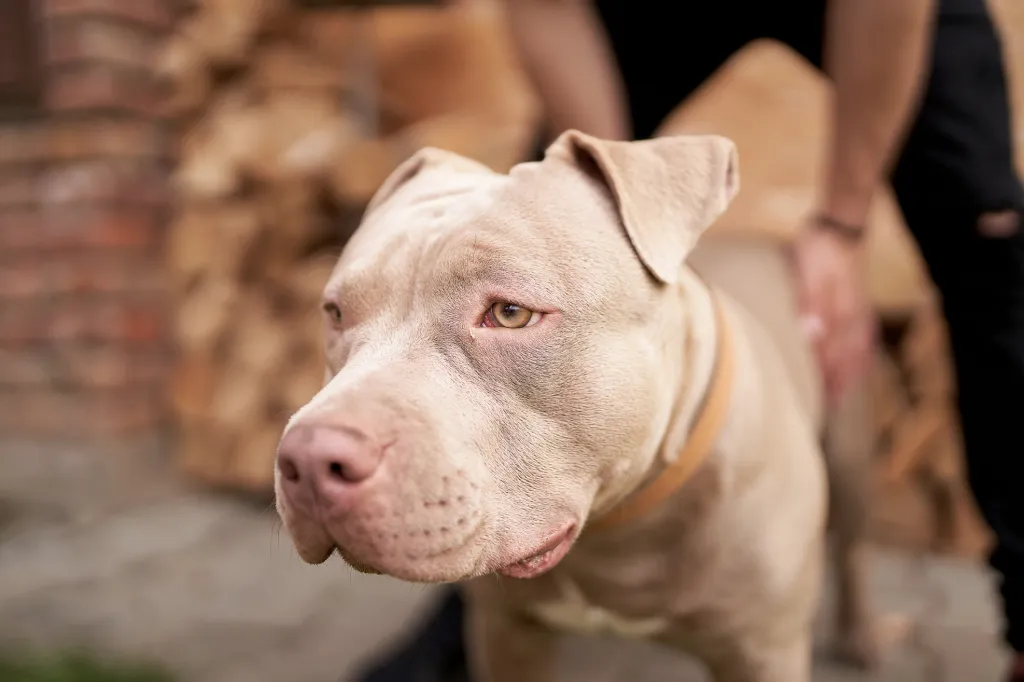Pit bull is a service breed of dog, Friendly dog.