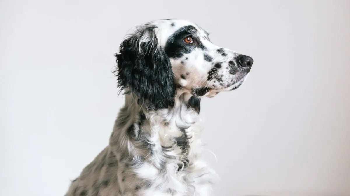 Long haired 2024 english setter