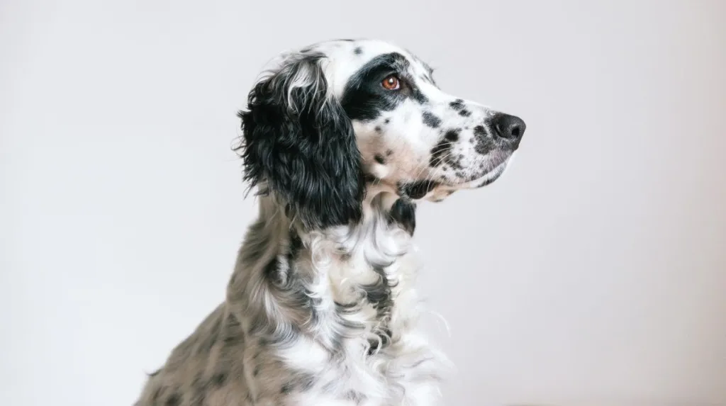English setter dog on a white backdrop