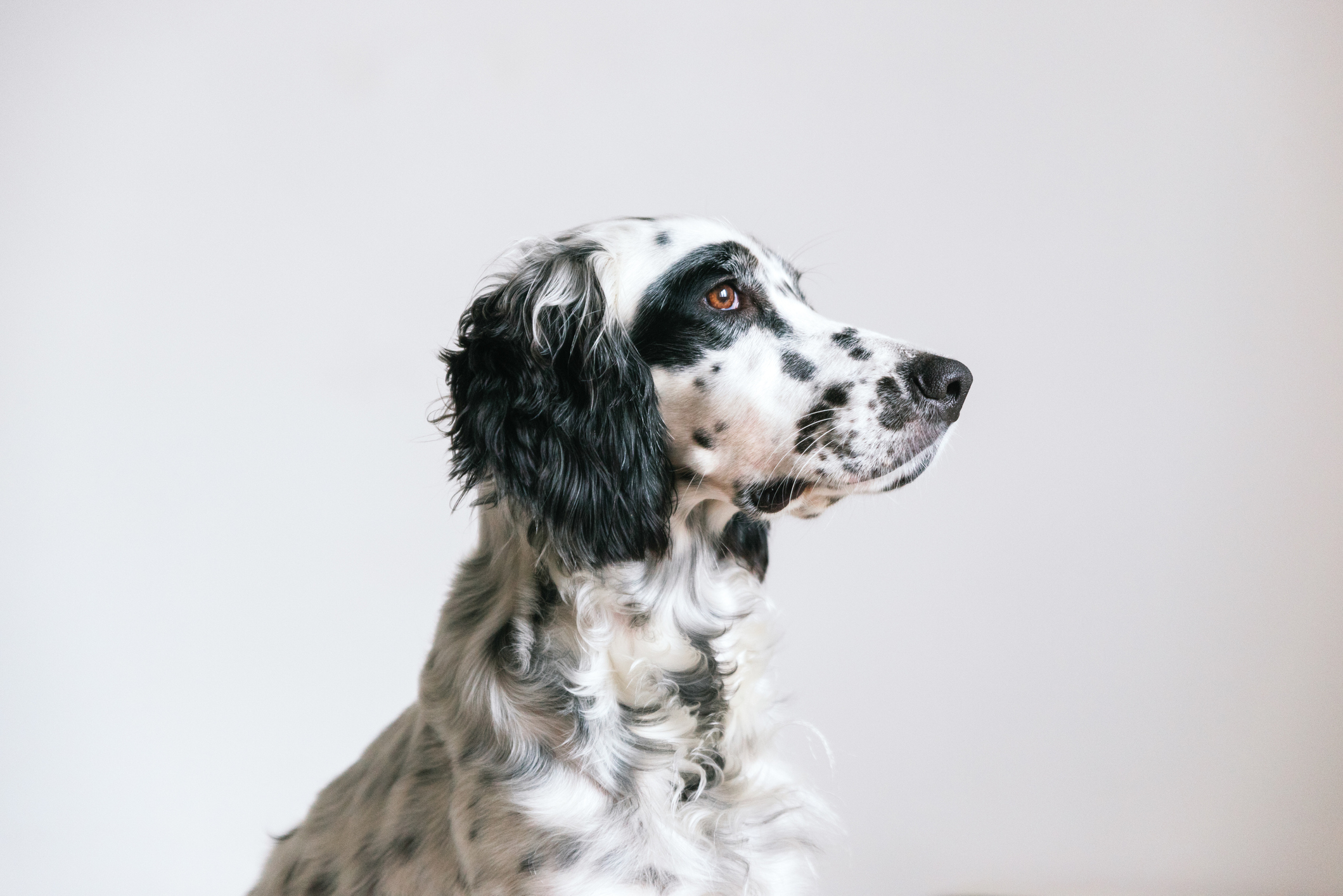 English Setter Dog Breed Information & Characteristics