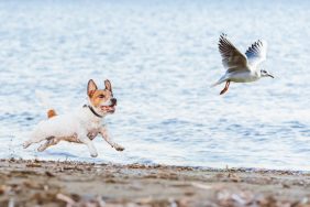 dog chasing bird on beach