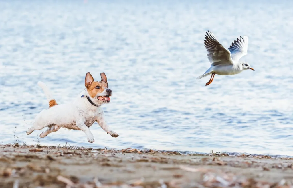 dog chasing bird on beach