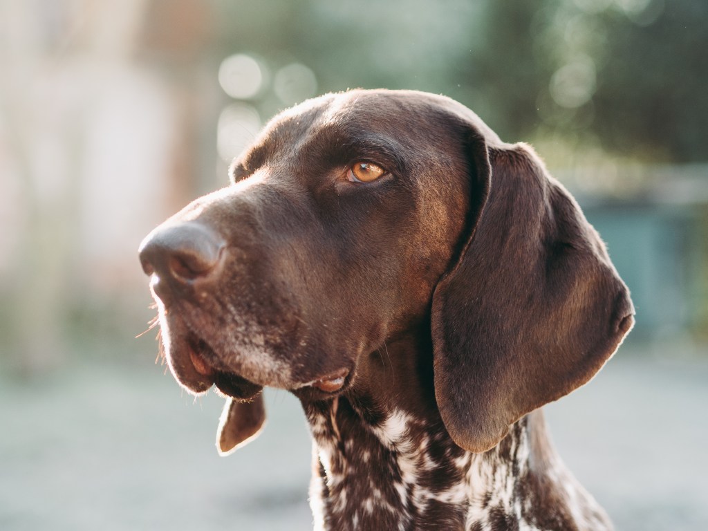 Close up of a Brown Pointer.