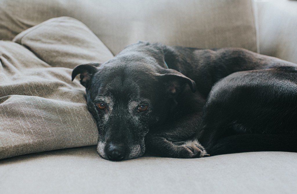 Senior dog lying on sofa