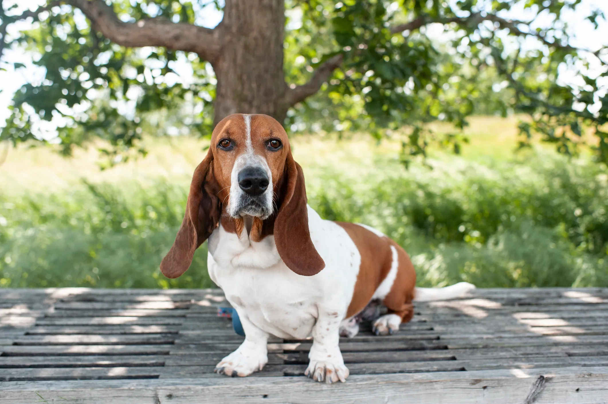 Basset store hound growling