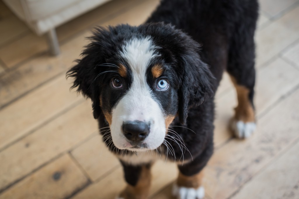 Bernese Mountain dog puppy looking at camera