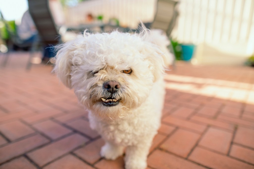 chien stressé grognant devant la caméra