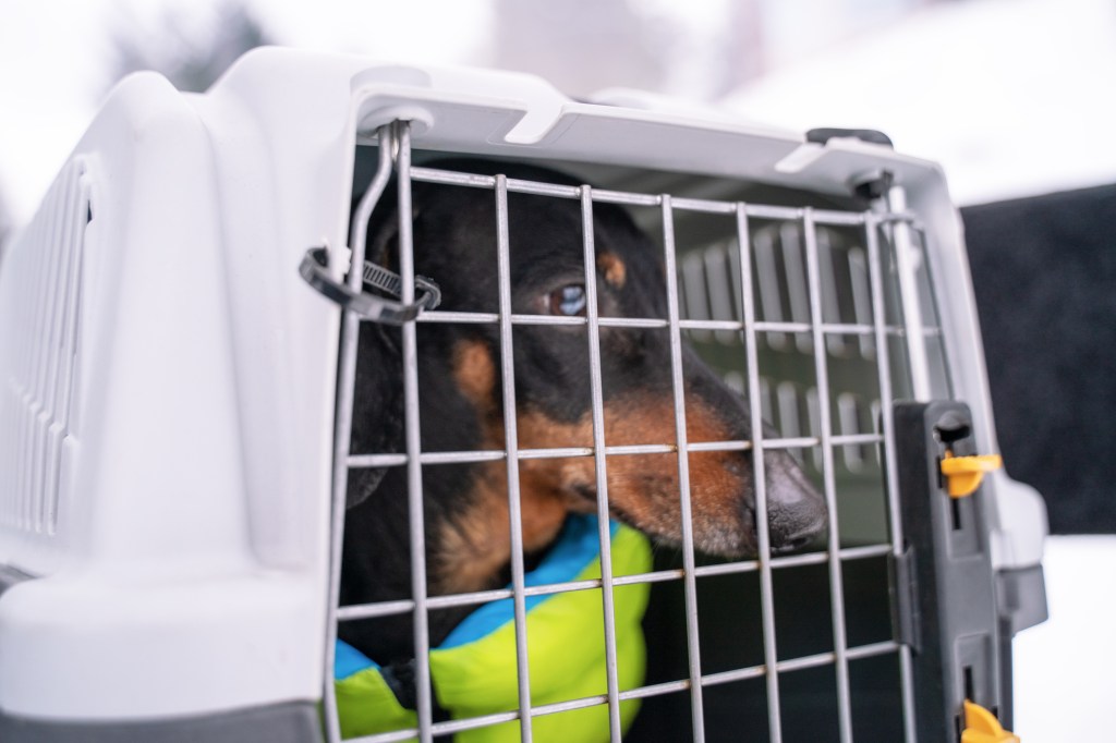 Chien teckel voyageant en caisse