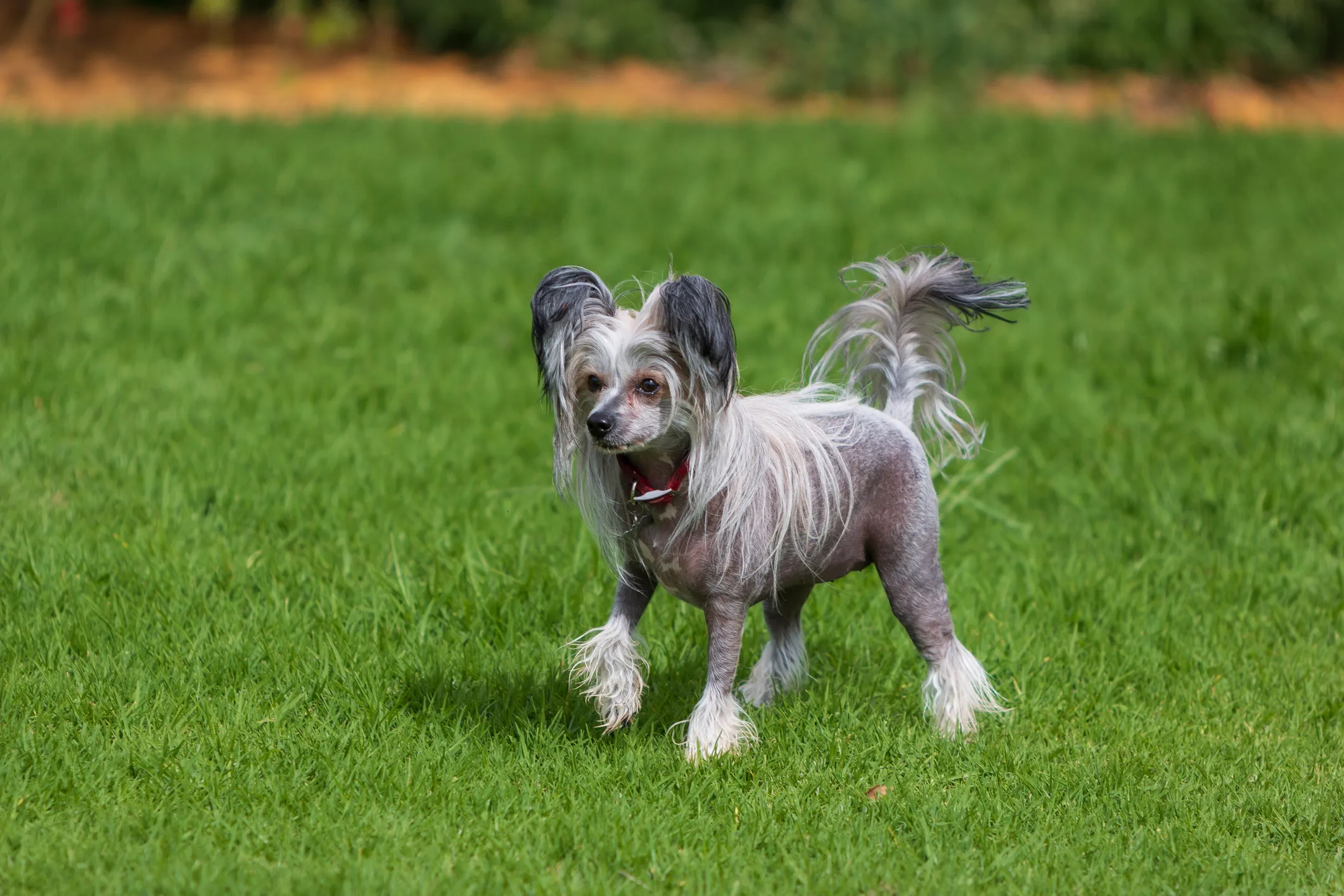 Chinese crested dog dog hot sale breed