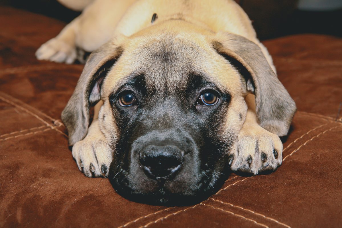 Dry mouth shops bullmastiff