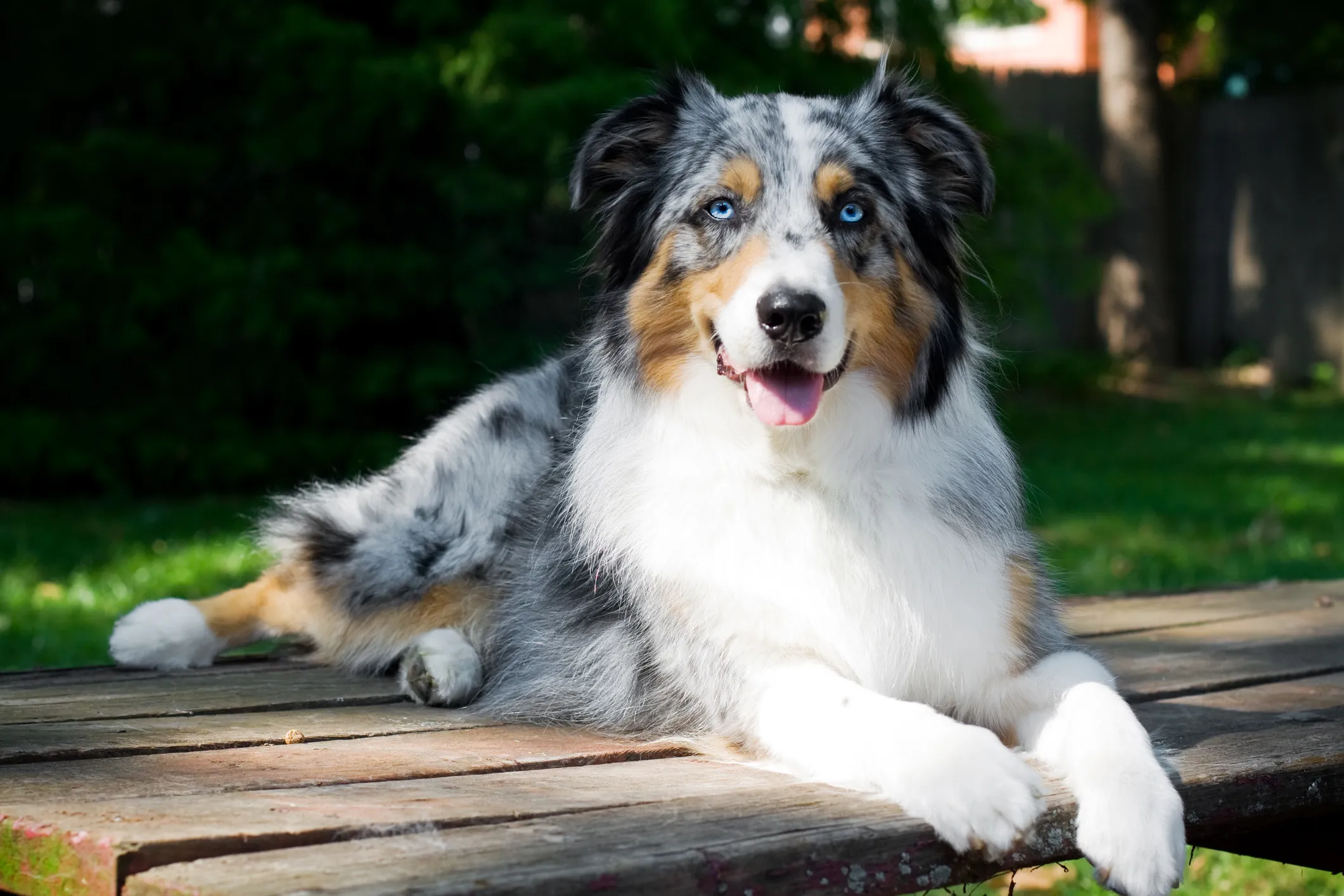 Australian Shepherd Dog Breed Information Characteristics