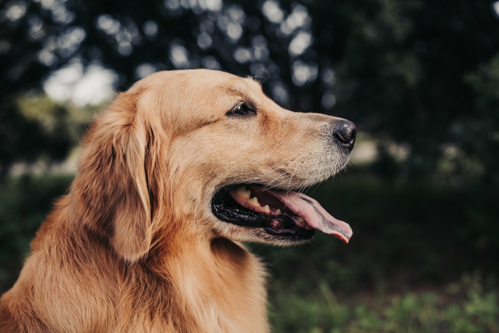 Close-up of Golden Retriever dog