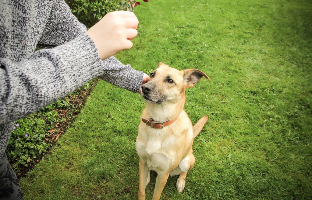 femme dressant un chien avec des friandises