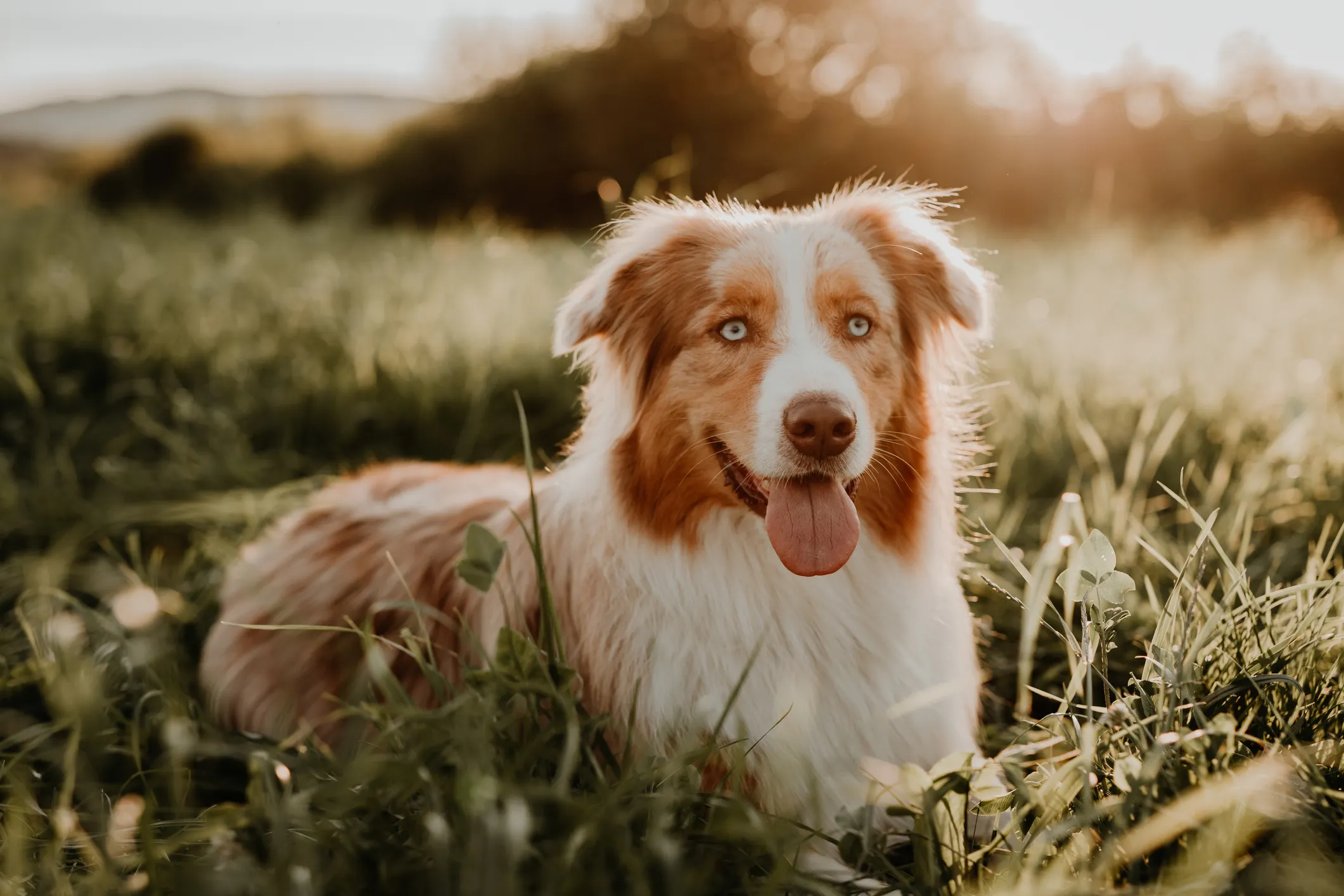 Australian best sale shepherd purebred