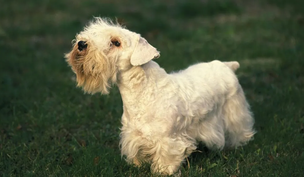 Sealyham Terrier Dog standing on Lawn